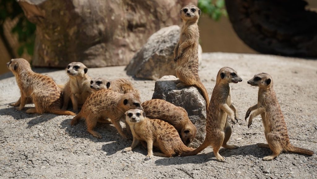 Suricates dressés sur leurs pattes arrière au Jardin Zoologique Tropical