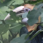 Deux jeunes calaos papous au Jardin Zoologique Tropical