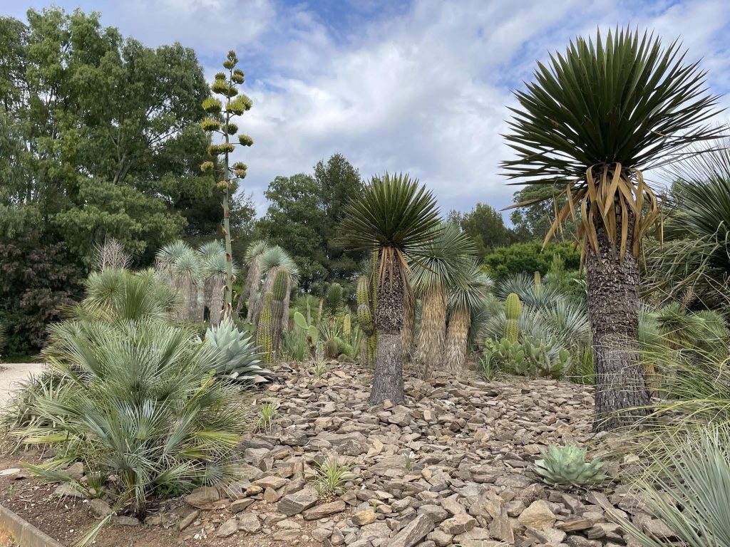 Rocaille de plantes succulentes du Jardin Zoologique Tropical