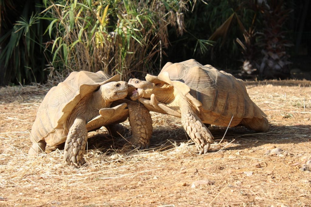 Tortues sillonnées (Centrochelys sulcata) au Jardin Zoologique Tropical